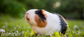 English cavys available