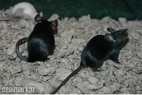Albino mice and black mice