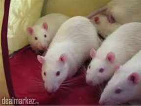 rats available for sale