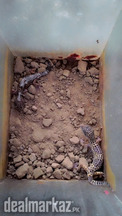 Geckos available for sale
