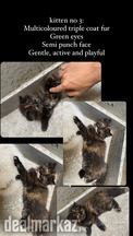Triple Coated Persian Kittens - Litter trained