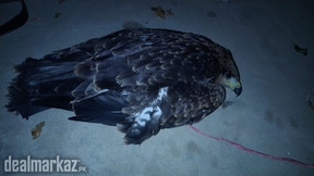 Golden Eagle Kid