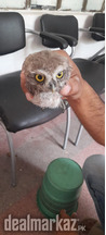 Owl Ullu for sale
