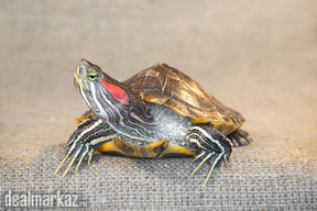 Red Ear Slider turtle (male+female)