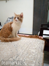 Persian Cat For Sale