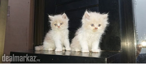 Persian kitten for sale