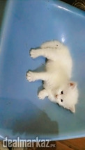 Triple coated persian kitten