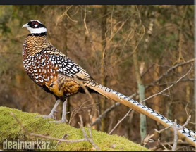 Yellow golden pheasant and Reeves pheasant