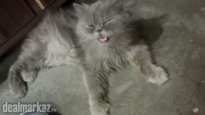 Grey Persian Cat Female