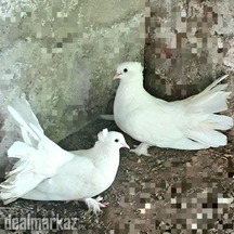 Pure White Fantail pigeons