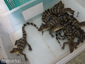 Crocodile babies