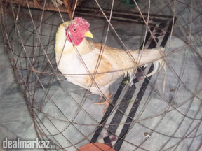 Aseel blue ringed eyes, chorus nok nali murga
