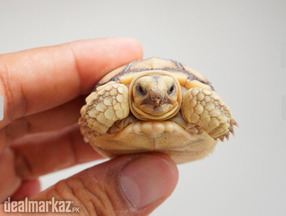 Sulcata baby tortoise