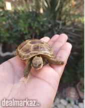 Russian baby tortoise