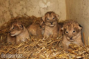 African lion cub