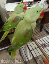 beautiful parrot pair for sale