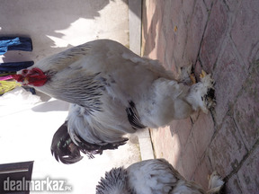 #LightBrahma - 2 Male with 1 Female