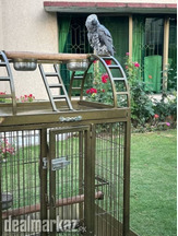 Large Top sitting, moving cages for Grey parrot and other birds