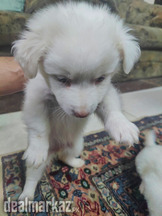 Russian Pink Nose Female Puppies in Wah,Near Taxila