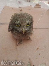 Owl ullu I'm Pakistan my my trust deal
