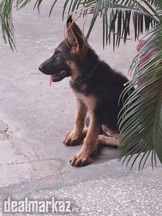 German shepherd female puppy for sale