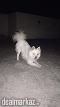 Russian dog puppies zero size