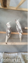 cockatiel for sale 2 breeder pair and 1 male