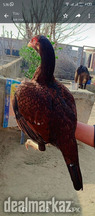 3 Aseel murgi for sale