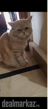 Well trained cat