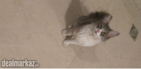 Perchain cat male for sale