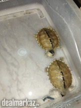 Red Eared Slider turtles pair for sale