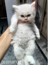 Pure Persian kittens