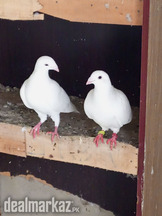 German Beauty breeding pair Fancy pigeon