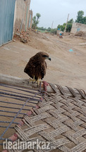Golan eagle bazz
