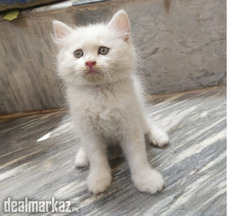 Persian kitten pair available