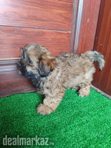 SHIHTZU PUPPY FOR SALE