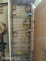 Cage pinjra with parrots