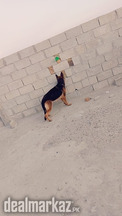 Two German Shepherd (1 big female & 1 small female)