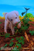Russian Puppies
