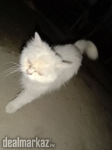 Turkish Angora Extreme punch, face triple cot a great breed