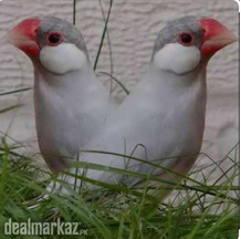 Silver java breeder pair