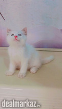 Cute Persian kitten
