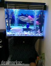 Blackberry Aquarium