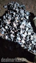 SCAFFOLDING CLUMPS AVAILABLE BUY NOW ORDER NOW