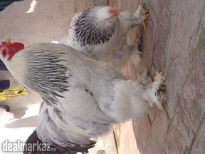 Light Brahma (Beautiful) Pair !!!