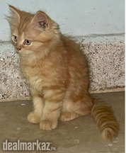 Persian 3 kittens Female age 60days Vaccinated