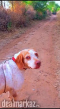 Pointer Male Dog