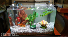 Betta & Goldie's House