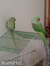 Alexander raw parrot pair hand tamed for sale