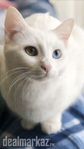 White turkish angora cats with 3 kittens